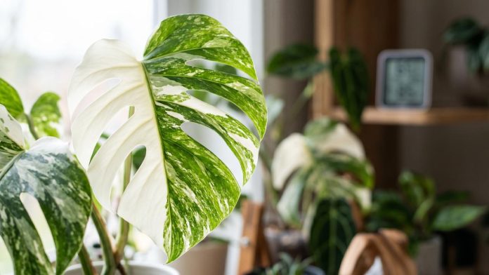 Close-up van een wit-groene Monstera variegata in een modern interieur met een digitale sensor op de achtergrond voor smart home planten hacks.