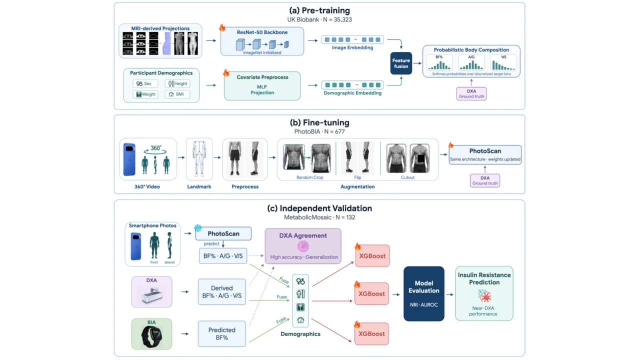 Google AI lichaamsvet PhotoScan schema voor pre-training, fine-tuning en validatie van lichaamssamenstelling.